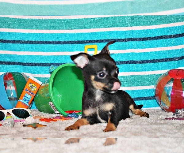 Medium Photo #81 Chihuahua Puppy For Sale in CHARLESTON, AR, USA