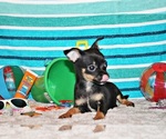 Small #2 Chihuahua