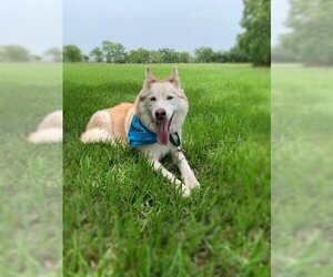 Mia - Female Huskies -Unknown Mix Dog for Adoption - Photo #4