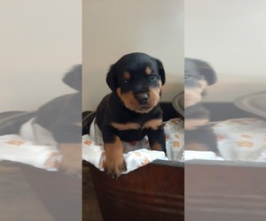 Rottweiler Puppy for sale in GREENFIELD, IL, USA