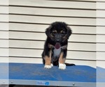 Small Australian Shepherd