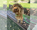 Small #4 Miniature Labradoodle