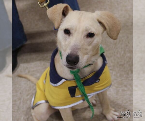 Medium Photo #6 Labrador Retriever-Retriever  Mix Puppy For Sale in Washington, DC, USA