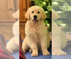 Medium English Cream Golden Retriever