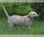 Small #8 Labrador Retriever