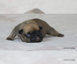 Small Photo #21 French Bulldog Puppy For Sale in WINNSBORO, TX, USA
