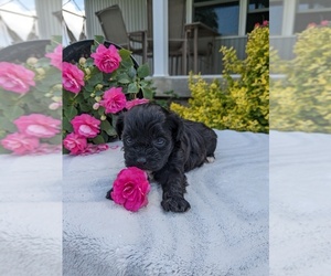 ShihPoo Puppy for Sale in GOSHEN, Indiana USA