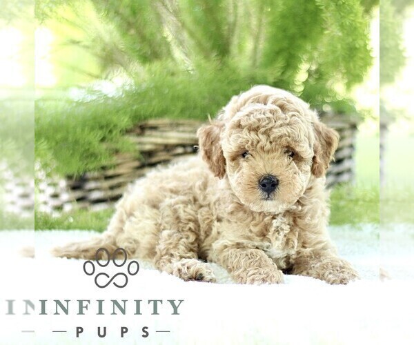 Medium Photo #4 Poodle (Toy) Puppy For Sale in PARADISE, PA, USA