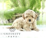 Small #3 Poodle (Toy)