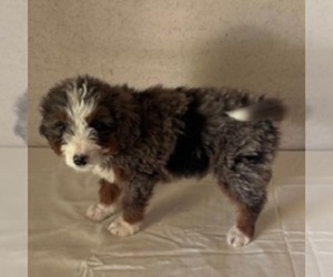 Bernedoodle Puppy for sale in FREDONIA, PA, USA