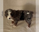 Small Bernedoodle