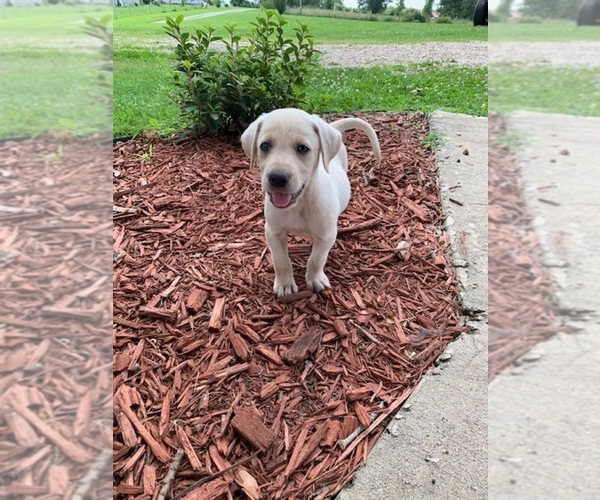 Medium Photo #21 Labrador Retriever Puppy For Sale in LEASBURG, MO, USA