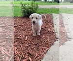 Small Photo #21 Labrador Retriever Puppy For Sale in LEASBURG, MO, USA