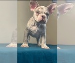 Small Photo #2 French Bulldog Puppy For Sale in CALABASAS, CA, USA