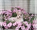 Small Photo #2 Pomsky Puppy For Sale in HOLMESVILLE, OH, USA