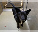 Small German Shepherd Dog Mix