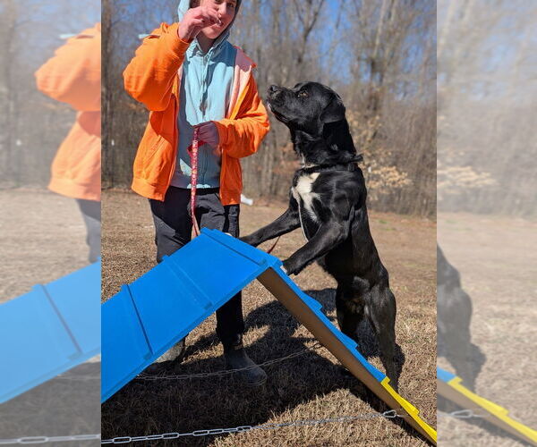Medium Photo #6 Boxer-Unknown Mix Puppy For Sale in garner, NC, USA