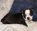Puppy Cooper Boston Terrier