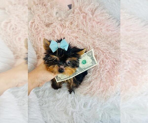 Medium Photo #4 Yorkshire Terrier Puppy For Sale in PEMBROKE PINES, FL, USA