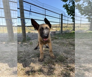 Medium Dutch Shepherd Dog-German Shepherd Dog Mix