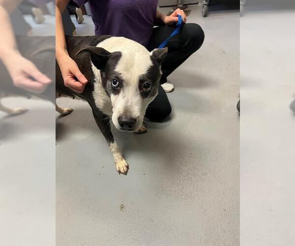 Medium Photo #1 Mutt Puppy For Sale in Fayetteville, NC, USA