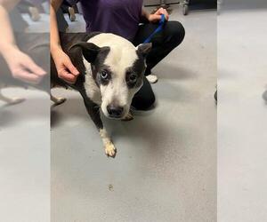 Mutt Dogs for adoption in Fayetteville, NC, USA