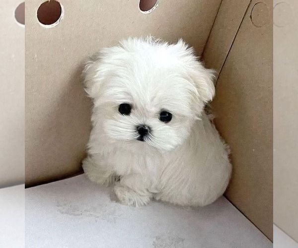 Medium Photo #3 Maltese Puppy For Sale in CLERMONT, FL, USA