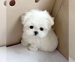 Small #2 Maltese