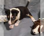 Small Photo #4 Bull Terrier Puppy For Sale in HAGERSTOWN, MD, USA