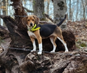 Beagle Puppy for sale in APPOMATTOX, VA, USA