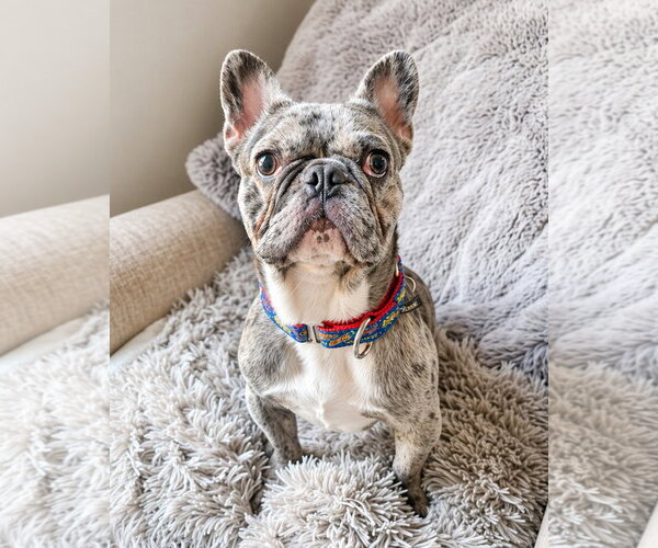 Medium Photo #6 French Bulldog Puppy For Sale in Westminster, MA, USA