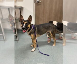 German Shepherd Dog Dogs for adoption in Baytown, TX, USA