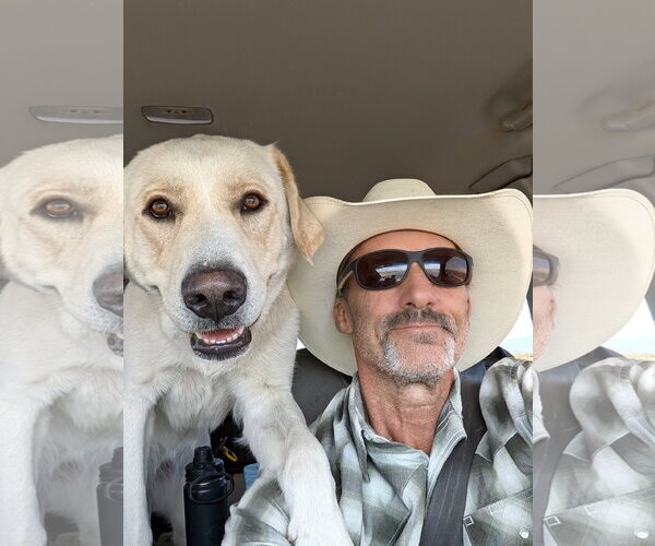 Medium Photo #4 Labrador Retriever Puppy For Sale in Williamsburg, NM, USA
