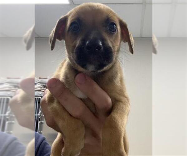 Medium Photo #1 German Shepherd Dog-Unknown Mix Puppy For Sale in Visalia, CA, USA