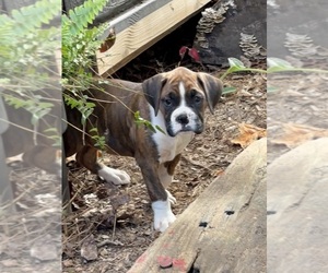 Boxer Puppy for sale in ABBEVILLE, SC, USA