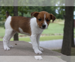 Jack Russell Terrier Puppy for Sale in MOUNT VERNON, Illinois USA