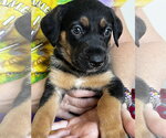 Small #2 Black and Tan Coonhound-Rottweiler Mix