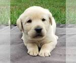 Puppy Yellow Male Labrador Retriever