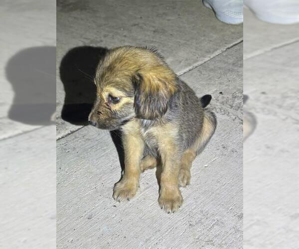 Medium Photo #1 Huskies -Unknown Mix Puppy For Sale in San Antonio, TX, USA