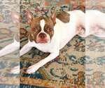 Small Photo #5 Boston Terrier Puppy For Sale in Little Elm, TX, USA