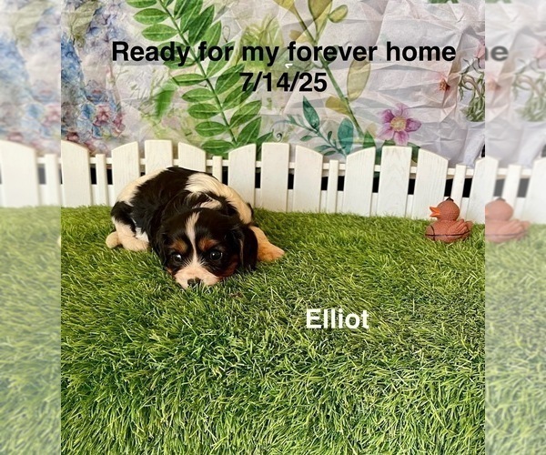 Medium Photo #4 Cavalier King Charles Spaniel Puppy For Sale in MOUNT PLEASANT, MI, USA