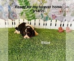 Small #3 Cavalier King Charles Spaniel