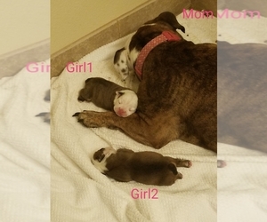 English Bulldog Puppy for sale in SOUTH BEND, IN, USA