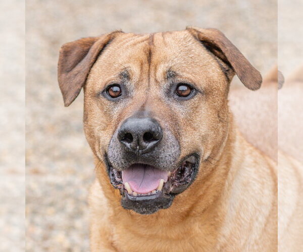 Medium Photo #1 Black Mouth Cur-Unknown Mix Puppy For Sale in Hilton Head, SC, USA