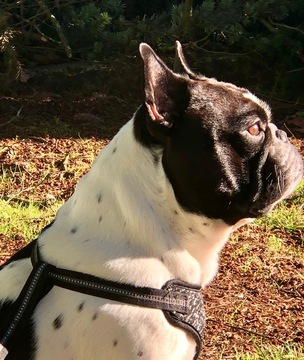 Medium Photo #3 French Bulldog Puppy For Sale in FEDERAL WAY, WA, USA