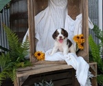 Small Photo #42 Cock-A-Poo Puppy For Sale in GOSHEN, IN, USA