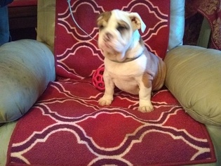 English Bulldog Puppy for sale in DEEP RUN, NC, USA