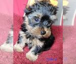 Small #11 Yorkshire Terrier
