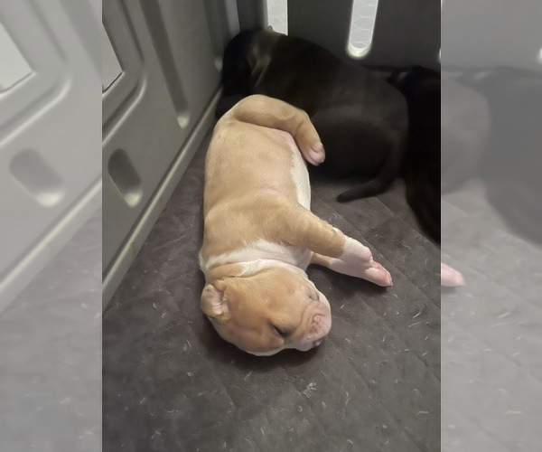 Medium Photo #112 American Bully Puppy For Sale in REESEVILLE, WI, USA