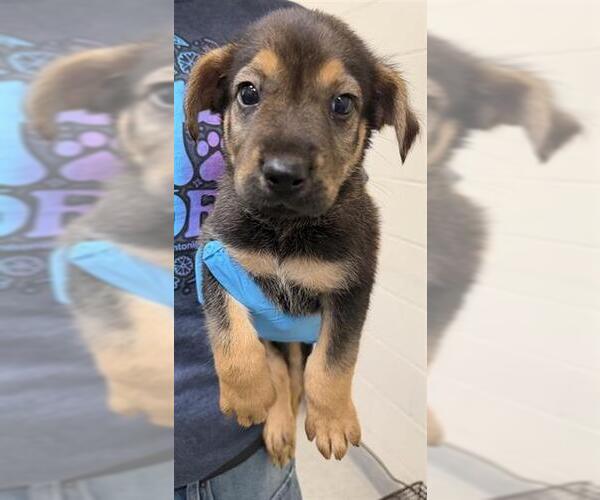 Medium Photo #1 German Shepherd Dog Puppy For Sale in San Antonio, TX, USA